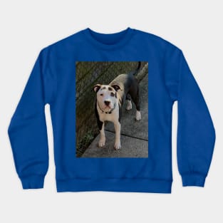 Madden (OneTake) Crewneck Sweatshirt